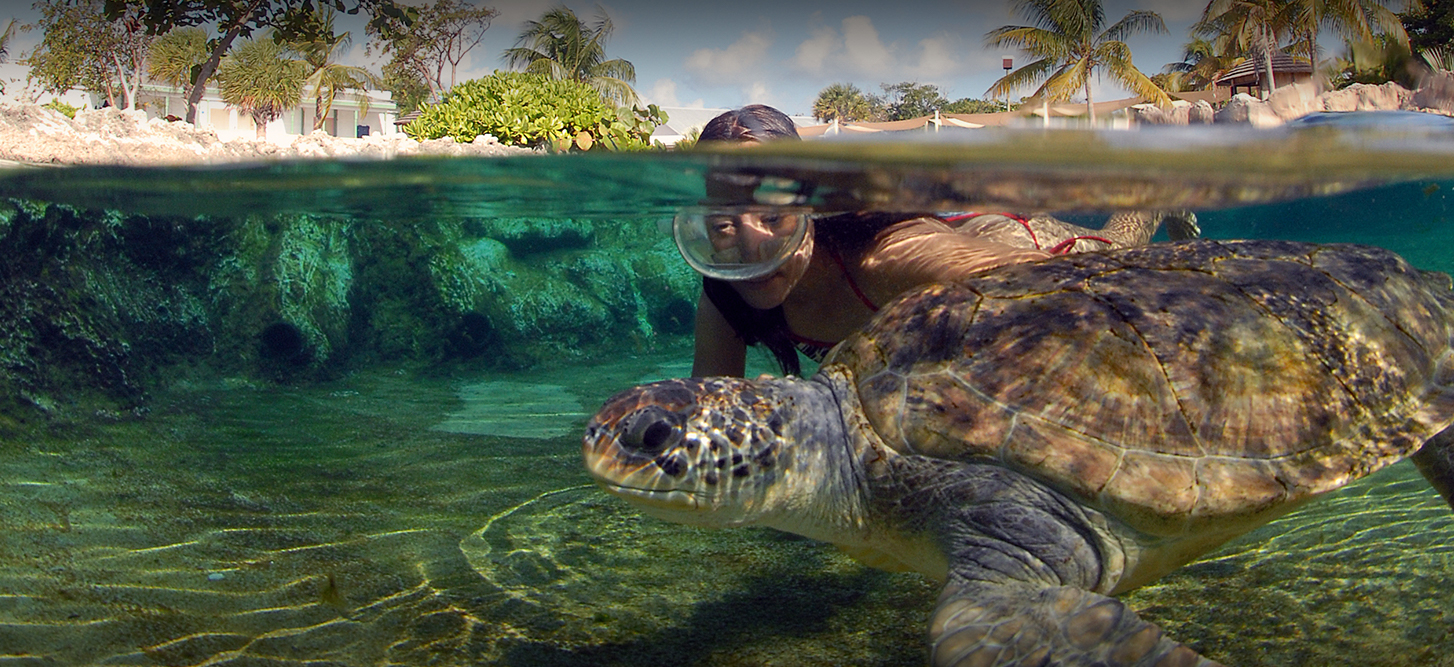 Cayman turtle centre caribbean tour